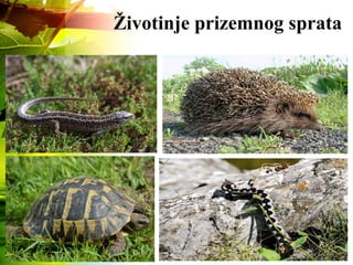 Životinje prizemnog sprata
 