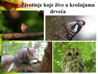 Životinje koje žive u krošnjama
drveća
 