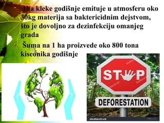 1ha kleke godišnje emituje u atmosferu oko
30kg materija sa baktericidnim dejstvom,
što je dovoljno za dezinfekciju omanjeg
grada
Šuma na 1 ha proizvede oko 800 tona
kiseonika godišnje
 