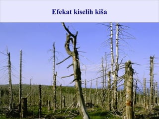Efekat kiselih kiša
 