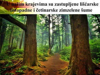 U našim krajevima su zastupljene lišćarske
listopadne i četinarske zimzelene šume
 