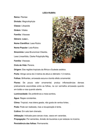 LEEA RUBRA<br />296799019685Reino: Plantae<br />Divisão: Magnoliophyta<br />Classe: Liliopsida<br />Ordem: Vitales<br />Família: Vitaceae<br />Gênero: Leea L.<br />Nome Científico: Leea Rubra<br />Nome Popular: Leia-Rubra<br />Sinonímia: Leea Brunoninan Clearke, <br />Leea Linearifolia, Clarke Polyphylla Mig.<br />Família: Vitaceae.<br />Ciclo de Vida: Perene. <br />Origem: Das regiões tropicais da África e Sudeste asiático.<br />Porte: Atinge cerca de 2 metros de altura e diâmetro 1,5 metros.<br />Folhas: Brilhantes, arroxeada escura e bonito efeito ornamental.<br />Flores: De pouco valor ornamental, produz inflorescências densas praticamente escondidas entre as folhas, na cor vermelha arroxeada quando em botão e rosa quando aberta.<br />Luminosidade: De preferência a meia-sombra.<br />Água: Regas constantes.<br />Clima: Tropical, mas tolera geada, não gosta de ventos fortes.<br />Poda: Pode ser realizada, mas a recuperação é lenta.<br />Cultivo: Em solo bem drenado.<br />Utilização: Indicada para cercas vivas, vasos em varandas.Propagação: Por sementes, divisão de touceiras e por estacas no inverno.<br />Persistência das folhas: Permanente.<br />Formas de Reprodução: Divisão de touceiras, Estaquia, Sementes.<br />Descrição: Arbusto ereto, compacto, originário de Burma, Índia e Malásia, com até 2,5 m de altura, caracterizado por folhagem muito ornamental, verde-bronzeada, composta e pinada. Inflorescência densa, formada por numerosas flores vermelhas, dispostas discretamente entre as folhas. Propaga-se principalmente por sementes ou eventualmente por estacas.<br />27870151047115Planta medicinal: é uma planta que contém substâncias bioativas. Muitas destas plantas são venenosas ou tóxicas, devendo ser usadas em doses muito pequenas para terem o efeito desejado.<br />27870152049145-32385182245                      Foto: Pâmela Cardoso<br />Pâmella Cardoso – 26<br />Paulo Antônio Junior – 27<br />Richard Brian – 30<br />Sâmela Thauana – 31<br />Vitoria Ramalho – 34                 2º D<br />