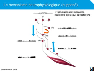 Le mécanisme neurophysiologique (supposé)
Adulte
Sterman et al. 1969
 Diminution de l’excitabilité
neuronale et du seuil ...