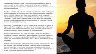 Los siete chakras o padmas - ruedas o lotos- manifiestan alrededor de su centro un
número variable de rayos o pétalos, expresiones de las fuerzas o modalidades
vibratorias de las que son exponentes y que determinan su número, lo mismo que sus
funciones psicoorgánicas.
Muladhara- o "sostén raíz"- está en la parte más baja de la espina dorsal, constituyendo
el centro de gravedad del organismo. Tiene cuatro pétalos y corresponde al elemento
tierra o Prithivi. Es el asiento de la Shakti Madre Kundalini, o sea de la expresión
individual del principio energético universal o fuerza creadora, que se encuentra aquí
"enroscada", o lo que significa en estado latente. En este centro está, como animal
simbólico el elefante blanco de Brahma, el aspecto creador de la Divinidad, y además
emblema de estabilidad e inmanencia.
Swadisthana -"morada propia"- se halla en la región sacral, presidiendo los órganos de
la generación. Tiene seis pétalos y corresponde al elemento agua o Apas. La fuerza que
mora en este centro se halla representada por un pez, o cocodrilo, llamado Makara y
consagrado a Vishnú, el aspecto conservador de la misma Divinidad.
Manipura -"gema luminosa"- es el centro de la región lumbar; tiene diez pétalos y
corresponde al elemento fuego (Agni o Tejas), presidiendo a los instintos en general y
especialmente a las funciones digestivas (Samana). En él se halla representado un
cordero que, analógicamente, corresponde a Rudra o Shiva, la Divinidad destructora y
renovadora.
Anahata -"sonido sin fricción"- se halla en el centro del pecho, como asiento físico de la
vida individual y de la capacidad de moverse. Tiene doce pétalos y corresponde al
elemento aire o Varu; en su centro se representa un antílope, dentro del Sello de
Salomón. En él se halla el Arbol de la Vida (Kalpataru), que satisface todos los deseos, Y
un altar incrustado de piedras preciosas (Manipitha).
 
