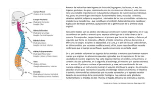 Además de indicar los siete órganos de la acción (la garganta, los brazos, el ano, los
órganos genitales y los pies, relacionados con los cinco centros inferiores), este número
tiene una notable importancia en la Arquitectura Orgánica de nuestro cuerpo Individual.
Hay, pues, en primer lugar siete tejidos fundamentales -óseo, muscular, conectivo,
nervioso, epitelial, adiposo y sanguíneo, - derivados de los tres primordiales -ectoderma,
endoderma y mesoderma, - que constituyen el embrión, habiendo los otros nacido por
duplicación del tejido primitivo, que proviene de la germinación de la primera célula
original.
Estos siete tejidos son los piedras labradas que constituyen nuestro organismo, en el cual,
se combinan en perfecta armonía para expresar el Milagro de la Vida o inercia de la
materia. Corresponden, respectivamente: el primero que forma los huesos, a Saturno; el
segundo, que forma los músculos, a Marte; el tejido conectivo, a Venus; los nervios, a
Mercurio; la sangre, a Júpiter; la adiposidad, a la Luna, y la piel (de la cual todos derivan,
en último análisis, por sucesivas modificaciones), al Sol, cuyos rayos benéficos necesita
recibir para que el cuerpo se purifique y pueda conservarse en perfecta salud.
En la piel también se forman los órganos de los sentidos o ventanas que iluminan nuestro
cuerpo y se originan los elementos sexuales o gónadas, que lo reproducen. En las tres
cavidades de nuestro organismo hay siete órganos internos: el cerebro, en la primera; el
corazón y los dos pulmones, en la segunda; el estómago, el intestino y el aparato excretor,
en la tercera. El primero contiene el pensamiento, y sirve para manifestarlo, de una
manera análoga a un instrumento musical; el segundo distribuye la sangre y los otros dos
absorben el aire para inyectarlo en aquella; el estómago elabora el alimento; el intestino
lo asimila, eliminando las substancias que no pueda aprovechar; y el aparato excretor
desecha los escombros de la construcción fisiológica. Hay, además siete glándulas
fundamentales: la tiroides, los dos riñones, el hígado, el bazo y los testículos u ovarios.
Tomado de Los Chakras y las Glándulas Endócrinas, Diego Segura, 2007
 