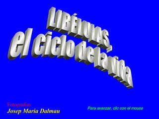 LIBÉLULAS, el ciclo de la vida Fotografías Josep Maria Dalmau Para avanzar, clic con el mouse 