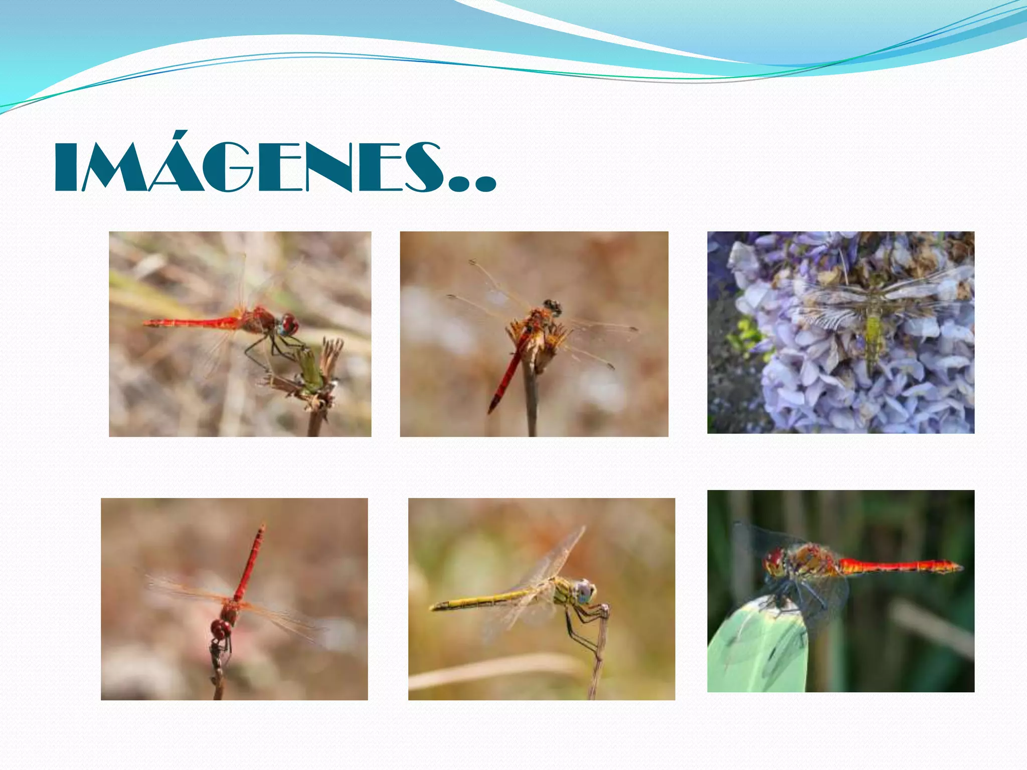 IMÁGENES..