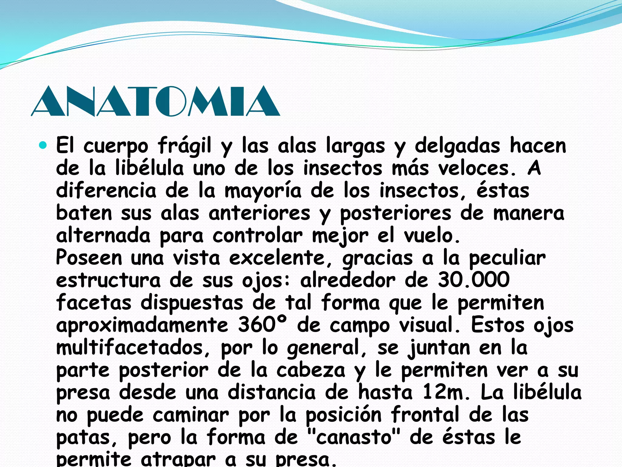 ANATOMIAEl cuerpo frágil y las alas largas y delgadas hacen de la libélula uno de los insectos más veloces. A diferencia de la mayoría de los insectos, éstas baten sus alas anteriores y posteriores de manera alternada para controlar mejor el vuelo. Poseen una vista excelente, gracias a la peculiar estructura de sus ojos: alrededor de 30.000 facetas dispuestas de tal forma que le permiten aproximadamente 360º de campo visual. Estos ojos multifacetados, por lo general, se juntan en la parte posterior de la cabeza y le permiten ver a su presa desde una distancia de hasta 12m. La libélula no puede caminar por la posición frontal de las patas, pero la forma de "canasto" de éstas le permite atrapar a su presa.