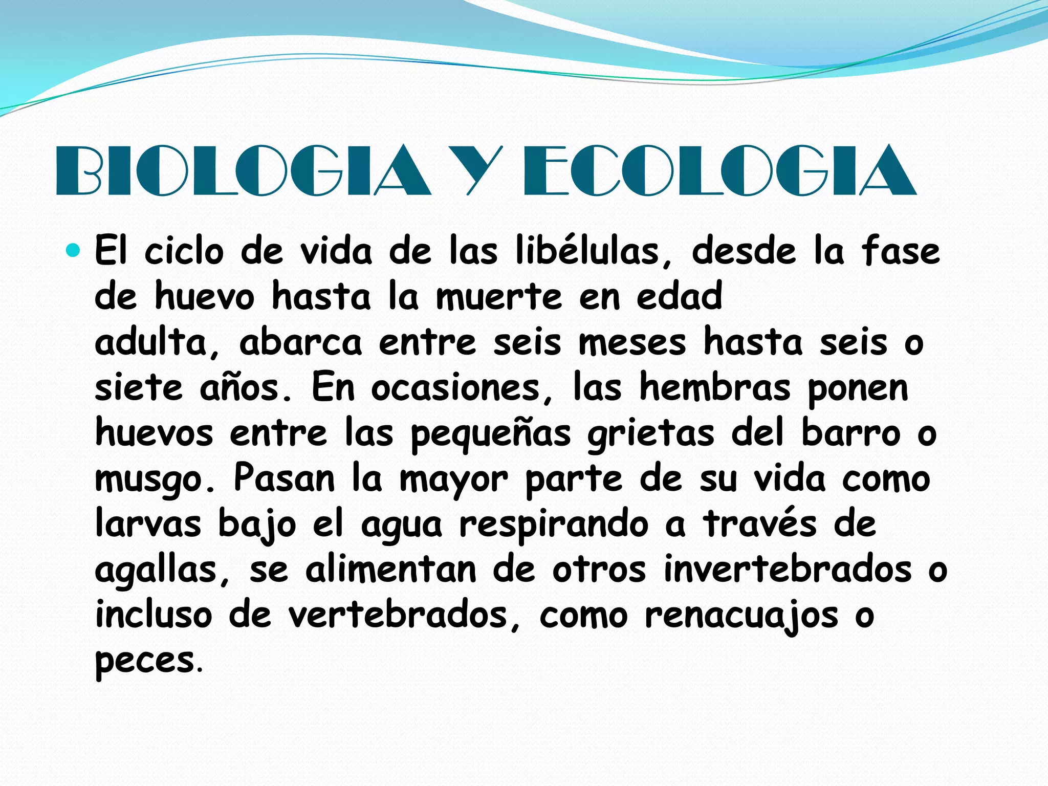 BIOLOGIA Y ECOLOGIAEl ciclo de vida de las libélulas, desde la fase de huevo hasta la muerte en edad adulta, abarca entre seis meses hasta seis o siete años. En ocasiones, las hembras ponen huevos entre las pequeñas grietas del barro o musgo. Pasan la mayor parte de su vida como larvas bajo el agua respirando a través de agallas, se alimentan de otros invertebrados o incluso de vertebrados, como renacuajos o peces. 