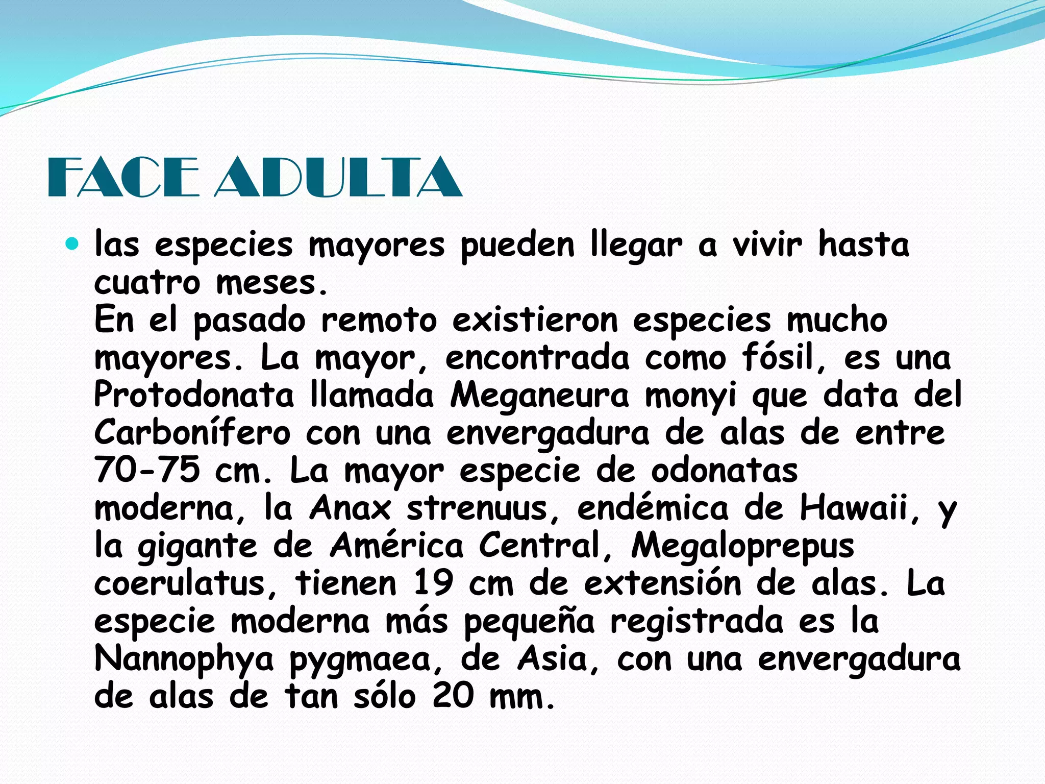 FACE ADULTAlas especies mayores pueden llegar a vivir hasta cuatro meses. En el pasado remoto existieron especies mucho mayores. La mayor, encontrada como fósil, es una Protodonata llamada Meganeura monyi que data del Carbonífero con una envergadura de alas de entre 70-75 cm. La mayor especie de odonatas moderna, la Anax strenuus, endémica de Hawaii, y la gigante de América Central, Megaloprepus coerulatus, tienen 19 cm de extensión de alas. La especie moderna más pequeña registrada es la Nannophya pygmaea, de Asia, con una envergadura de alas de tan sólo 20 mm. 