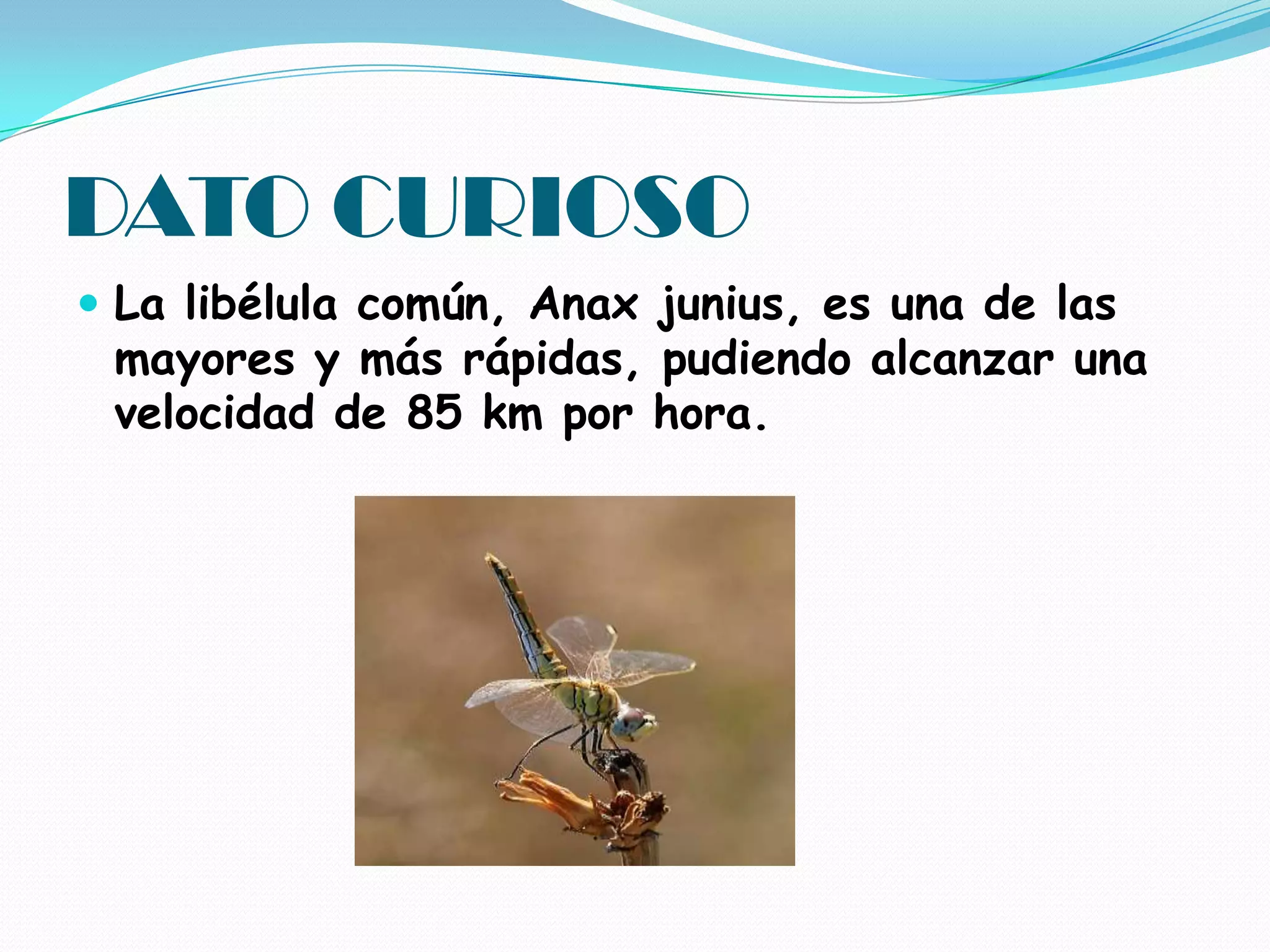 DATO CURIOSOLa libélula común, Anax junius, es una de las mayores y más rápidas, pudiendo alcanzar una velocidad de 85 km por hora. 