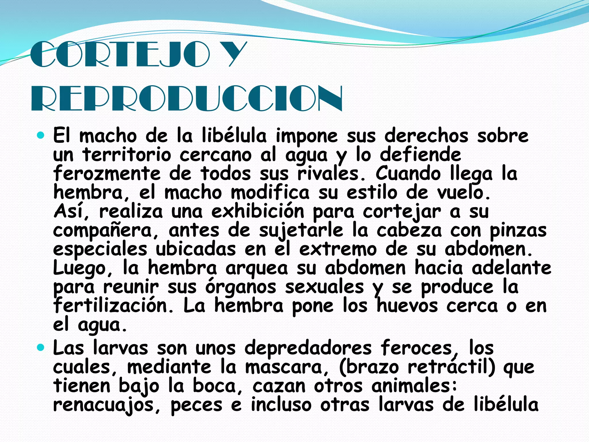 CORTEJO Y REPRODUCCIONEl macho de la libélula impone sus derechos sobre un territorio cercano al agua y lo defiende ferozmente de todos sus rivales. Cuando llega la hembra, el macho modifica su estilo de vuelo. Así, realiza una exhibición para cortejar a su compañera, antes de sujetarle la cabeza con pinzas especiales ubicadas en el extremo de su abdomen. Luego, la hembra arquea su abdomen hacia adelante para reunir sus órganos sexuales y se produce la fertilización. La hembra pone los huevos cerca o en el agua. Las larvas son unos depredadores feroces, los cuales, mediante la mascara, (brazo retráctil) que tienen bajo la boca, cazan otros animales: renacuajos, peces e incluso otras larvas de libélula