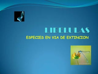 LIBELULAS ESPECIES EN VIA DE EXTINCION 