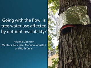 Going with the flow: is
tree water use affected
by nutrient availability?
Arianna Libenson
Mentors:Alex Rice, Mariann Johnston
and RuthYanai
 