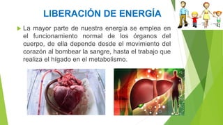 LIBERACIÓN DE ENERGÍA
 La mayor parte de nuestra energía se emplea en
el funcionamiento normal de los órganos del
cuerpo, de ella depende desde el movimiento del
corazón al bombear la sangre, hasta el trabajo que
realiza el hígado en el metabolismo.
 