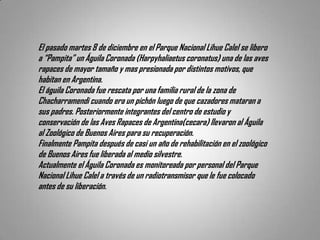 El pasado martes 8 de diciembre en el Parque Nacional Lihue Calel se libero
a “Pampita” un Águila Coronada (Harpyhaliaetus coronatus) una de las aves
rapaces de mayor tamaño y mas presionada por distintos motivos, que
habitan en Argentina.
El águila Coronada fue rescata por una familia rural de la zona de
Chacharramendi cuando era un pichón luego de que cazadores mataran a
sus padres. Posteriormente integrantes del centro de estudio y
conservación de las Aves Rapaces de Argentina(cecara) llevaron al Águila
al Zoológico de Buenos Aires para su recuperación.
Finalmente Pampita después de casi un año de rehabilitación en el zoológico
de Buenos Aires fue liberada al medio silvestre.
Actualmente el Águila Coronada es monitoreada por personal del Parque
Nacional Lihue Calel a través de un radiotransmisor que le fue colocado
antes de su liberación.
 