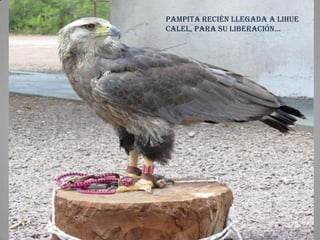 Pampita Recién llegada a Lihue
Calel, para su liberación…
 