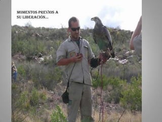 Momentos previos a
su liberación…
 