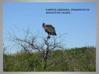 pampita liberada…posando en un
renuevo de caldén…
 