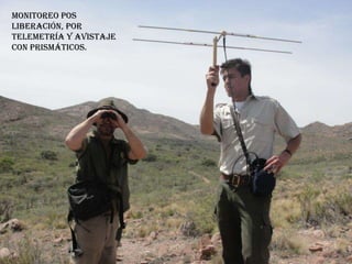 Monitoreo pos
liberación, por
telemetría y avistaje
con prismáticos.
 