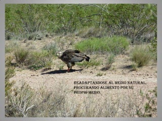 Readaptándose al medio natural,
procurando alimento por su
propio medio.
 