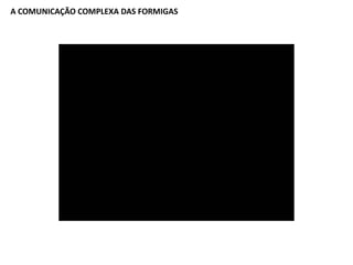 COMPLEXIDADE DA LOGÍSTICA x MUNDO ANIMAL
 