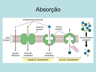 Absorção
 