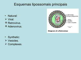 Esquemas lipossomais principais
• Natural:
 Viral:
 Retrovirus.
 Adenovirus.
• Synthetic:
 Vesicles.
 Complexes.
 