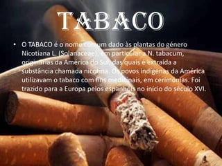 TabacoO TABACO é o nome comum dado às plantas do género Nicotiana L. (Solanaceae), em particular a N. tabacum, originárias da América do Sul, das quais é extraída a substância chamada nicotina. Os povos indígenas da América utilizavam o tabaco com fins medicinais, em cerimónias. Foi trazido para a Europa pelos espanhóis no início do século XVI.