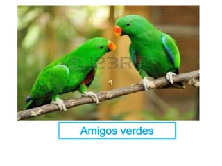 Amigos verdes 
 
