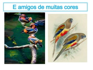 E amigos de muitas cores 
 