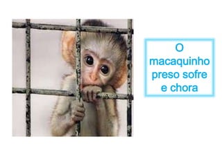 O 
macaquinho 
preso sofre 
e chora 
 