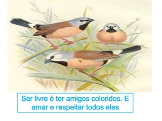 Ser livre é ter amigos coloridos. E 
amar e respeitar todos eles 
 