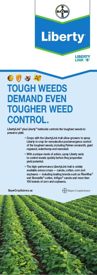 TOUGH WEEDS
DEMAND EVEN
TOUGHER WEED
CONTROL.
Bayer CropScience LP, 2 T.W. Alexander Drive, Research Triangle Park, NC 27709. Always read and follow label instructions. Bayer, the Bayer Cross, FiberMax, InVigor, Liberty, LibertyLink, Stoneville and the Water Droplet Design are registered trademarks of Bayer. Liberty is not registered in all states. For additional product information call toll-free 1-866-99-BAYER (1-866-992-2937) or visit our
website at www.BayerCropScience.us
CR0513LIBERTA034V00R0
•	Crops with the LibertyLink trait allow growers to spray
Liberty in-crop for nonselective postemergence control
of the toughest weeds, including Palmer amaranth, giant
ragweed, waterhemp and marestail.
•	With a unique mode of action, spray Liberty early
to control weeds quickly before they jeopardize
yield potential.
•	The high-performance LibertyLink trait is widely
available across crops — canola, cotton, corn and
soybeans — including leading brands such as FiberMax®
and Stoneville®
cotton, InVigor®
canola and more than
100 brands of corn and soybeans.
LibertyLink®
plus Liberty®
herbicide controls the toughest weeds to
preserve yield.
BayerCropScience.us
 