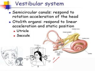 Hair cells very similar to those in the cochlea
 
