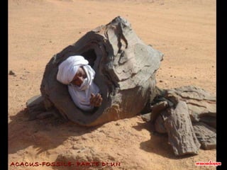 ACACUS-FOSSILE- PARTE DI UN ALBERO  