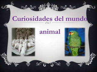 Curiosidades del mundo
animal
 