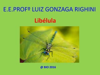 @ BIO 2016
Libélula
E.E.PROFº LUIZ GONZAGA RIGHINI
 