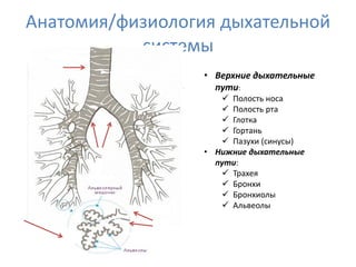 Анатомия/физиология дыхательной
           системы
                  • Верхние дыхательные
                    пути:
                      Полость носа
                      Полость рта
                      Глотка
                      Гортань
                      Пазухи (синусы)
                  • Нижние дыхательные
                    пути:
                      Трахея
                      Бронхи
                      Бронхиолы
                      Альвеолы
 