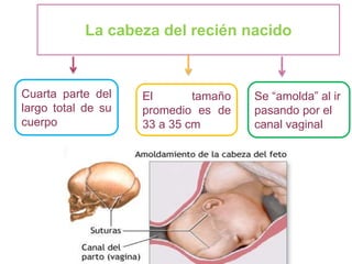 Cuarta parte del
largo total de su
cuerpo
El tamaño
promedio es de
33 a 35 cm.
Se “amolda” al ir
pasando por el
canal vaginal.
La cabeza del recién nacido