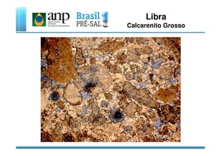Libra
Calcarenito Grosso
 