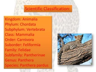 Library Leopard Presentation Yw