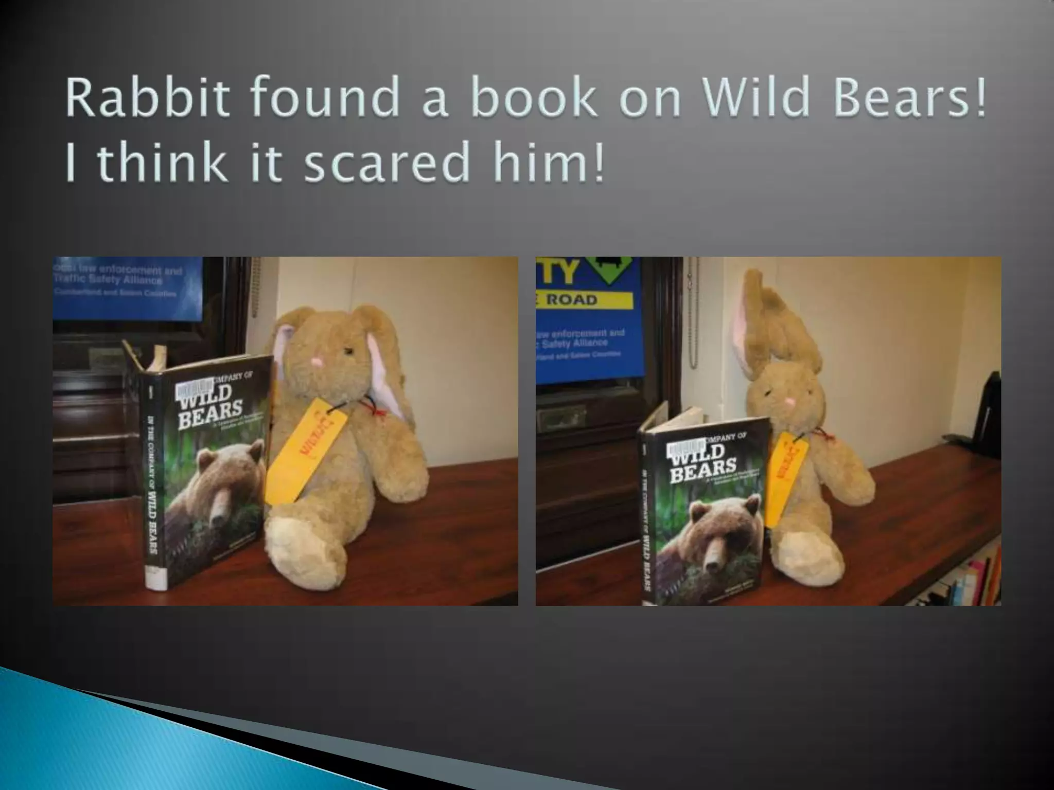 Rabbit found a book on Wild Bears!I think it scared him!