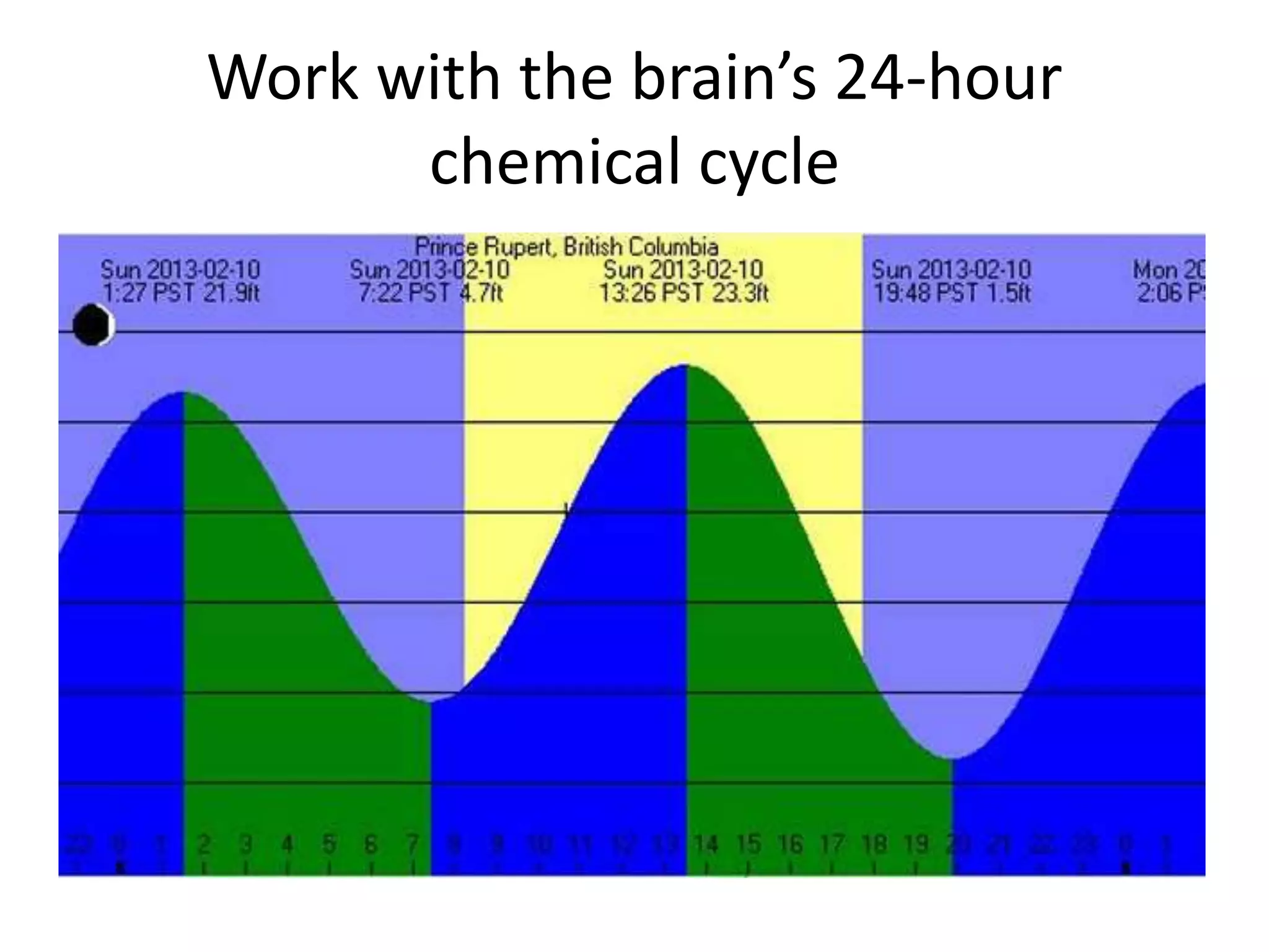 Work with the brain’s 24-hour 
chemical cycle 
 
