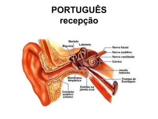 PORTUGUÊS
recepção

 