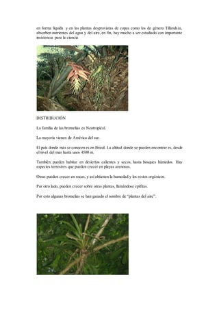 en forma líquida y en las plantas desprovistas de copas como los de género Tillandsia,
absorben nutrientes del agua y del aire, en fin, hay mucho a ser estudiado con importante
insistencia para la ciencia
DISTRIBUCIÓN
La familia de las bromelias es Neotropical.
La mayoría vienen de América del sur.
El país donde más se conocen es en Brasil. La altitud donde se pueden encontrar es, desde
el nivel del mar hasta unos 4500 m.
También pueden habitar en desiertos calientes y secos, hasta bosques húmedos. Hay
especies terrestres que pueden crecer en playas arenosas.
Otras pueden crecer en rocas, y así obtienen la humedad y los restos orgánicos.
Por otro lado, pueden crecer sobre otras plantas, llamándose epífitas.
Por esto algunas bromelias se han ganado el nombre de “plantas del aire”.
 