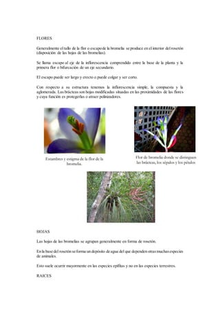 FLORES
Generalmente el tallo de la flor o escapode la bromelia se produce en el interior del rosetón
(disposición de las hojas de las bromelias).
Se llama escapo al eje de la inflorescencia comprendido entre la base de la planta y la
primera flor o bifurcación de un eje secundario.
El escapo puede ser largo y erecto o puede colgar y ser corto.
Con respecto a su estructura tenemos la inflorescencia simple, la compuesta y la
aglomerada. Las brácteas son hojas modificadas situadas en las proximidades de las flores
y cuya función es protegerlas o atraer polinizadores.
HOJAS
Las hojas de las bromelias se agrupan generalmente en forma de rosetón.
En la base del rosetón se forma un depósito de agua del que dependen otrasmuchasespecies
de animales.
Esto suele ocurrir mayormente en las especies epífitas y no en las especies terrestres.
RAICES
 