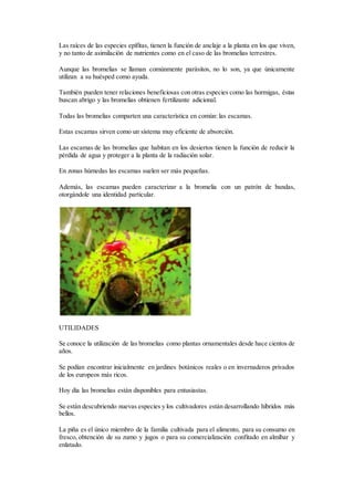 Las raíces de las especies epífitas, tienen la función de anclaje a la planta en los que viven,
y no tanto de asimilación de nutrientes como en el caso de las bromelias terrestres.
Aunque las bromelias se llaman comúnmente parásitos, no lo son, ya que únicamente
utilizan a su huésped como ayuda.
También pueden tener relaciones beneficiosas con otras especies como las hormigas, éstas
buscan abrigo y las bromelias obtienen fertilizante adicional.
Todas las bromelias comparten una característica en común: las escamas.
Estas escamas sirven como un sistema muy eficiente de absorción.
Las escamas de las bromelias que habitan en los desiertos tienen la función de reducir la
pérdida de agua y proteger a la planta de la radiación solar.
En zonas húmedas las escamas suelen ser más pequeñas.
Además, las escamas pueden caracterizar a la bromelia con un patrón de bandas,
otorgándole una identidad particular.
UTILIDADES
Se conoce la utilización de las bromelias como plantas ornamentales desde hace cientos de
años.
Se podían encontrar inicialmente en jardines botánicos reales o en invernaderos privados
de los europeos más ricos.
Hoy día las bromelias están disponibles para entusiastas.
Se están descubriendo nuevas especies y los cultivadores están desarrollando híbridos más
bellos.
La piña es el único miembro de la familia cultivada para el alimento, para su consumo en
fresco, obtención de su zumo y jugos o para su comercialización confitado en almíbar y
enlatado.
 