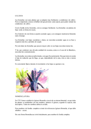 CULTIVO
Las bromelias son unas plantas que se adaptan muy fácilmente a condiciones de cultivo.
Pero es importante conocer elhábitat del que proviene cada especie,para poder simular las
condiciones de cultivo.
Con la familia de las bromelias, esto se consigue fácilmente. Las bromelias son plantas de
hoja verde en forma de roseta.
En el interior de esta forma se puede acumular agua y así consiguen mantenerse húmedas
todo el tiempo.
Las bromelias con hojas suculentas y duras, no necesitan acumular agua en su base y
requieren más luz y períodos de sequía.
Por otro lado, las bromelias que poseen mayor color en sus hojas necesitan menos luz.
Y las que contienen una elevada cantidad de escamas,como es el caso de la tillandsias,
necesitan luz constantemente.
Lasbromelias necesitanserpulverizadas con agua frecuentemente.Hayque teneren cuenta
el tipo de radiación que les llega, ya que, dependiendo de la zona, ésta es más o menos
intensa.
Es conveniente fijarse durante el crecimiento si las hojas se queman o no.
NOMENCLATURA
En 1753 Linneo estableció elgénero Bromelia a travésde su sistema binomial, en que todas
las plantas se nombraban con dos nombres: primero el género; segundo la especie, más
descriptiva. Todos los nombres deben ir en latín.
Para nombrar a la familia completa se tomó de referencia el género Bromelia, al que debe
añadirse – aceae.
De esta forma Bromeliaceae sirvió inicialmente para nombrar la famila completa.
 