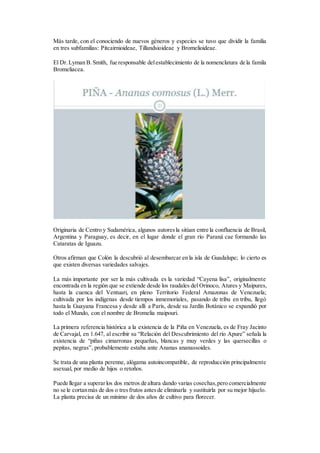 Más tarde, con el conociendo de nuevos géneros y especies se tuvo que dividir la familia
en tres subfamilias: Pitcairnioideae, Tillandsioideae y Bromelioideae.
El Dr.Lyman B.Smith, fue responsable delestablecimiento de la nomenclatura de la famila
Bromeliacea.
Originaria de Centro y Sudamérica, algunos autoresla sitúan entre la confluencia de Brasil,
Argentina y Paraguay, es decir, en el lugar donde el gran río Paraná cae formando las
Cataratas de Iguazu.
Otros afirman que Colón la descubrió al desembarcar en la isla de Guadalupe; lo cierto es
que existen diversas variedades salvajes.
La más importante por ser la más cultivada es la variedad “Cayena lisa”, originalmente
encontrada en la región que se extiende desde los raudales del Orinoco, Atures y Maipures,
hasta la cuenca del Ventuari, en pleno Territorio Federal Amazonas de Venezuela;
cultivada por los indígenas desde tiempos inmemoriales, pasando de tribu en tribu, llegó
hasta la Guayana Francesa y desde allí a París, desde su Jardín Botánico se expandió por
todo el Mundo, con el nombre de Bromelia maipouri.
La primera referencia histórica a la existencia de la Piña en Venezuela, es de Fray Jacinto
de Carvajal, en 1.647, al escribir su “Relación del Descubrimiento del río Apure” señala la
existencia de “piñas cimarronas pequeñas, blancas y muy verdes y las quersecillas o
pepitas, negras”, probablemente estaba ante Ananas ananassoides.
Se trata de una planta perenne, alógama autoincompatible, de reproducción principalmente
asexual, por medio de hijos o retoños.
Puede llegar a superarlos dos metros de altura dando varias cosechas,pero comercialmente
no se le cortanmás de dos o tresfrutos antesde eliminarla y sustituirla por su mejor hijuelo.
La planta precisa de un mínimo de dos años de cultivo para florecer.
 